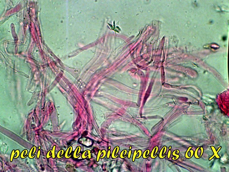 Leucoagaricus sublittoralis (Kühner ex Hora) Singer